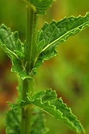 Attēlu rezultāti vaicājumam “Verbascum blattaria leaf”