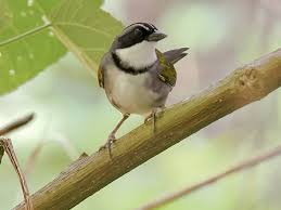 Attēlu rezultāti vaicājumam “Perichaena sp.”