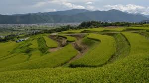 Image result for tanada