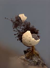 Attēlu rezultāti vaicājumam “Diderma montanum macro”