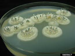 Attēlu rezultāti vaicājumam “Penicillium vulpinum”