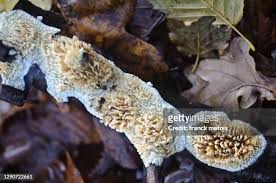 Attēlu rezultāti vaicājumam “Hyphodontia barba-jovis”