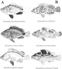 Image result for Epinephelus costae