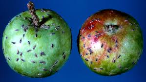 Attēlu rezultāti vaicājumam “Lepidosaphes ulmi”