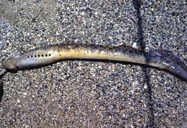 Image result for Petromyzon marinus