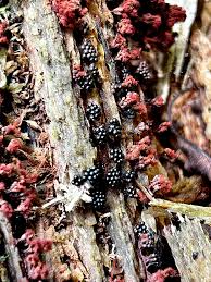 Attēlu rezultāti vaicājumam “Metatrichia vesparia spores”