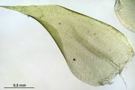 Attēlu rezultāti vaicājumam “Rhytidiadelphus subpinnatus”