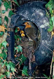 Attēlu rezultāti vaicājumam “Erithacus rubecula nest”