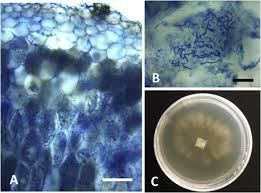 Attēlu rezultāti vaicājumam “Physisporinus sanguinolentus”