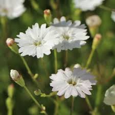Attēlu rezultāti vaicājumam “Silene viscaria leaf”