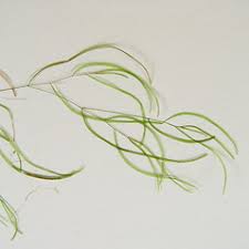 Attēlu rezultāti vaicājumam “Potamogeton rutilus”