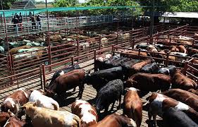 Image result for ganado bovino