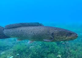 Image result for Amia calva