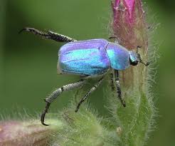 Attēlu rezultāti vaicājumam “Hoplia parvula”