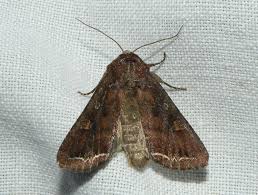 Attēlu rezultāti vaicājumam “Lacanobia oleracea”