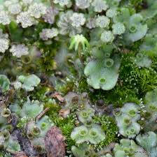 Attēlu rezultāti vaicājumam “Conocephalum salebrosum sporophyte”