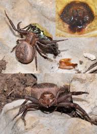 Attēlu rezultāti vaicājumam “Xysticus bifasciatus”