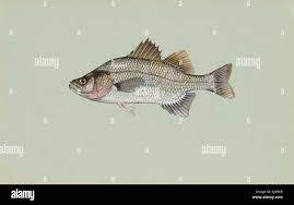 Image result for Morone chrysops