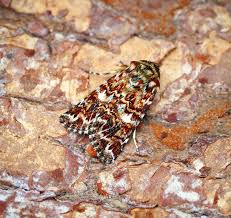 Attēlu rezultāti vaicājumam “Anarta myrtilli”