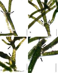 Imagini pentru Cladophora aegagropila