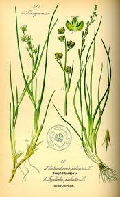 Attēlu rezultāti vaicājumam “Scheuchzeriaceae”