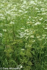 Image result for Chaerophyllum aureum