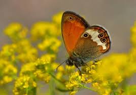 Attēlu rezultāti vaicājumam “Coenonympha arcania”