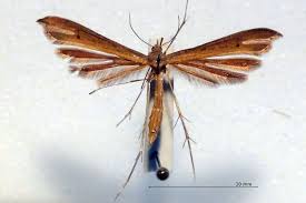 Attēlu rezultāti vaicājumam “Stenoptilia pterodactyla”