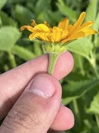 Image result for Heliopsis scabra