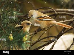 Attēlu rezultāti vaicājumam “Panurus biarmicus female”