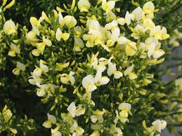 Image result for Cytisus scoparius