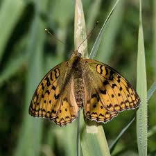 Attēlu rezultāti vaicājumam “Argynnis adippe male”
