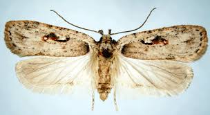 Attēlu rezultāti vaicājumam “Agonopterix ocellana”