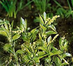 Attēlu rezultāti vaicājumam “Mercurialis perennis leaf”