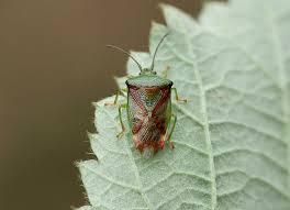 Attēlu rezultāti vaicājumam “Elasmostethus interstinctus”