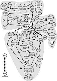Attēlu rezultāti vaicājumam “Distichium capillaceum sporophyte”