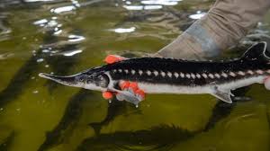 Image result for Salmo ciscaucasicus