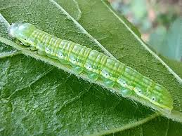 Attēlu rezultāti vaicājumam “Leucodonta bicoloria”