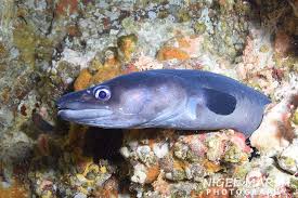 Image result for Conger conger