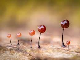 Attēlu rezultāti vaicājumam “Comatricha alta young”