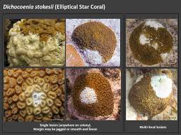 Attēlu rezultāti vaicājumam “Scardia boletella exuvia”