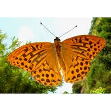 Attēlu rezultāti vaicājumam “Argynnis paphia larva”