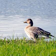 Attēlu rezultāti vaicājumam “Anser serrirostris”