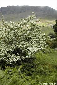 Attēlu rezultāti vaicājumam “Crataegus monogyna subsp. nordica”