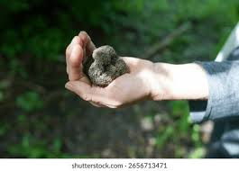 Attēlu rezultāti vaicājumam “Amaurochaete atra young”