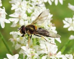 Attēlu rezultāti vaicājumam “Leucozona glaucia”