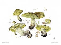 Attēlu rezultāti vaicājumam “Tricholoma flavovirens”