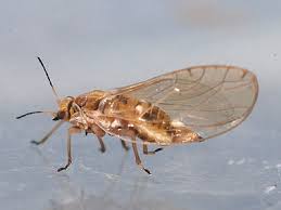 Attēlu rezultāti vaicājumam “Trioza dispar”