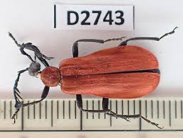 Attēlu rezultāti vaicājumam “Lycidae”