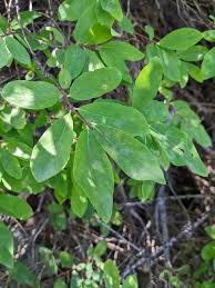 Attēlu rezultāti vaicājumam “Lonicera caerulea var. pallasii”